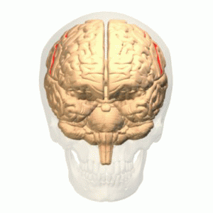 人腦中央溝