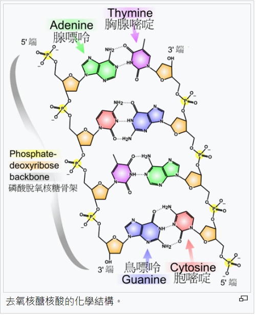 dna化學結構