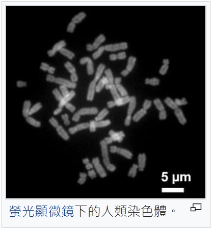 染色體