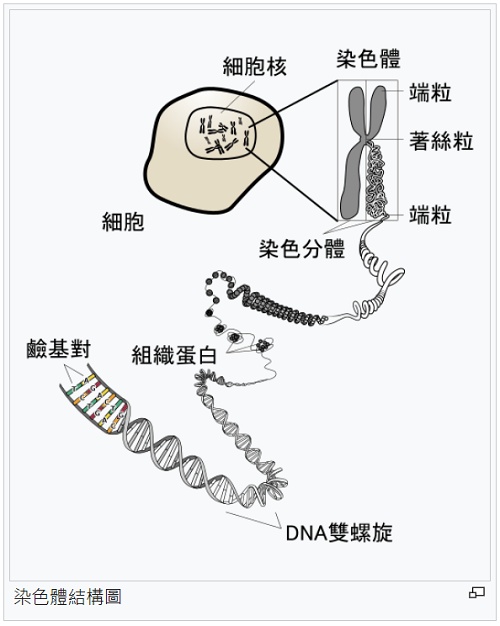 染色體dna