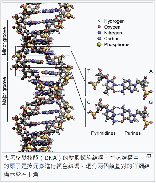 dna分子